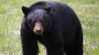 More bear sightings in recent weeks in North Bay, Ont., say police