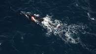 3 North Atlantic right whales spotted entangled in gear this month