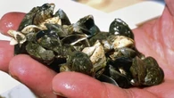 Alberta upping prevention efforts to keep invasive mussels out of province
