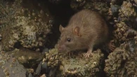 Lakeshore has launched a rebate program for rat control — here's how to get the money