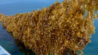 Cascadia Seaweed set to launch new biorefinery near Prince Rupert