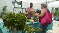 Local farmers hope for rain as eastern Ontario dry spell ruins crops