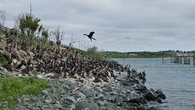 N.S. to relocate bird colony away from dangers of highway