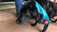 P.E.I. finally has a service dog law — but it will take time to implement