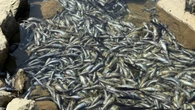 Fisheries and Oceans Canada investigating fish die-off on Iqaluit shores