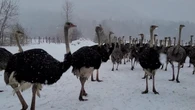 Court dismisses application to stop B.C. ostrich cull over avian flu