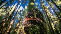 Conservationists decry lack of progress 5 years after B.C.'s old-growth logging review