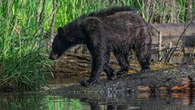 Multiple bear sightings reported in Calgary, biologist says they're not uncommon in the city