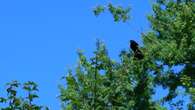 Blackfriars' red-winged blackbirds wreak havoc on Londoners