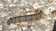 'Is this the year of another caterpillargeddon?' People in northern B.C. are spotting more tent caterpillars