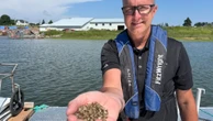 P.E.I. oyster industry explores ways out of crisis including imported seed, new hatchery