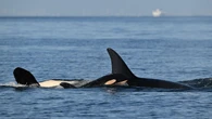 New J pod orca calf spotted in B.C. waters looking 'well integrated': researchers