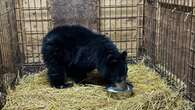 Bear cub 'Windsor' hibernates at rehab facility until next summer — after unusual journey