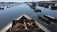 Next steps critical in P.E.I. oyster industry's fight against MSX, says CFIA