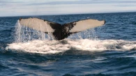 N.L. using artificial intelligence to track and tell stories of humpback whales