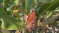 Did you know corn can sweat? It's real, and it can make it more humid outside