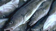 'A remarkable day': Northern cod total allowable catch increases by 55 per cent