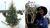 Check out the Christmas trees getting a 2nd life in this Montreal park