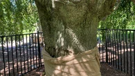 Community baffled by vandalism of previously harmed historic tree in Halifax Public Gardens
