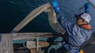 Tiny species, big questions: Researchers look to Arctic algae to study changing Frobisher Bay