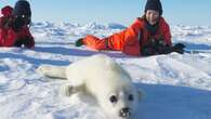 Climate change forces end of baby seal-watching tours on Quebec's Magdalen Islands