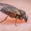 It’s blackfly season — here’s what you need to know to avoid bites
