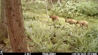 It's time to learn to live alongside grizzlies on Vancouver Island, expert says
