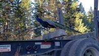 Pesky pet peacock hitches ride on logging truck in search of shiny things