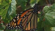 Canadian monarch enthusiasts, experts welcome possible new protections for butterfly in U.S.