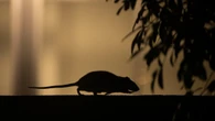 Rodents revealed: Reports detail hundreds of mouse and rat complaints in schools across Vancouver