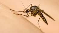 Why do mosquitoes seem to love some people more? An expert explains