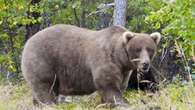 Alaska's Fat Bear Contest winner finishes ahead of the bear that killed her cub