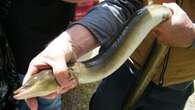 Western Quebec First Nation calls for safe passage for American eels on the Ottawa River