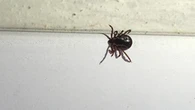 Uptake in tick tracking will make people feel more comfortable outdoors, app creator says