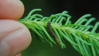 As spruce budworm numbers rise, so does the battle against them — except in Gros Morne