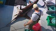 N.S. swordfish harpoon fleet testing new gear, sets sights on tourism