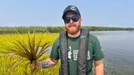 Experts say invasive plant in Lake Simcoe can injure swimmers, harm the environment
