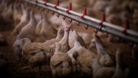Commercial poultry moved indoors in B.C. as migratory season starts and avian flu risk goes up
