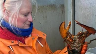 Well-travelled New Brunswick lobster caught off Cape Cod, Mass.