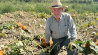 Pumpkins this year might be a little punier than you're used to, depending where you go