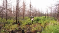 Experts at Thunder Bay conference say Canada's forests are drying out