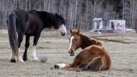 Alberta government says wild horse population has reached 'unacceptable' levels, advocates disagree