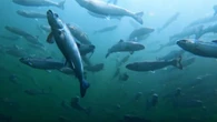More than 1.5M fish affected in mass die-off at Mowi aquaculture site in N.L.