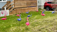 North Bay residents could be waking up to a flock of surprise flamingos for a good cause