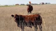 Ranchers object to irrigating rangeland near Vauxhall