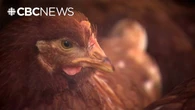 New bird flu cases found around Edmonton