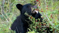 Lack of blueberries driving bears closer to residential areas in northwestern Ontario: scientist