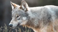 Rare encounters with K-Country wolf surprise visitors, make Alberta Parks staff wary
