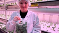 This lettuce is grown indoors and is sold in grocery stores in St. Anthony