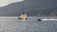 What B.C. boaters should know before hitting the water, in wake of Sea-Doo strike on whale
